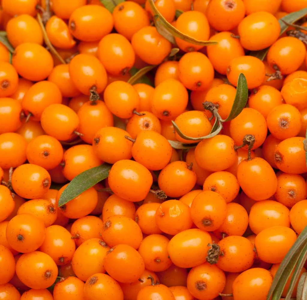 Sea Buckthorn